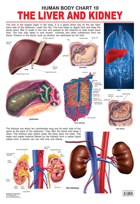 The Liver & Kidney