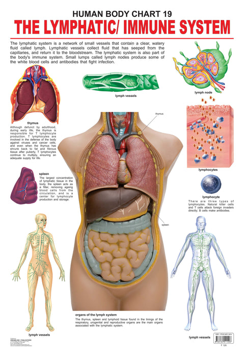 The Lymphatic/Immune System
