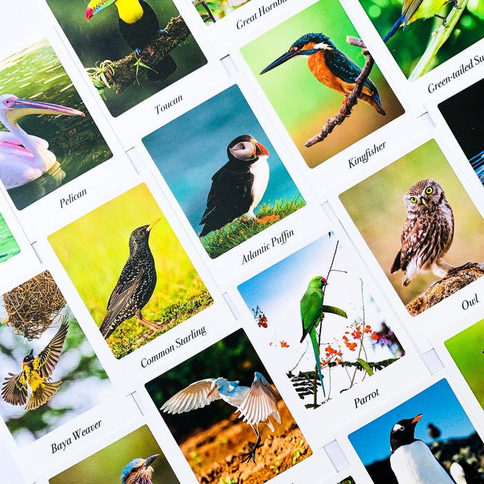 Beautiful Birds Flash Cards