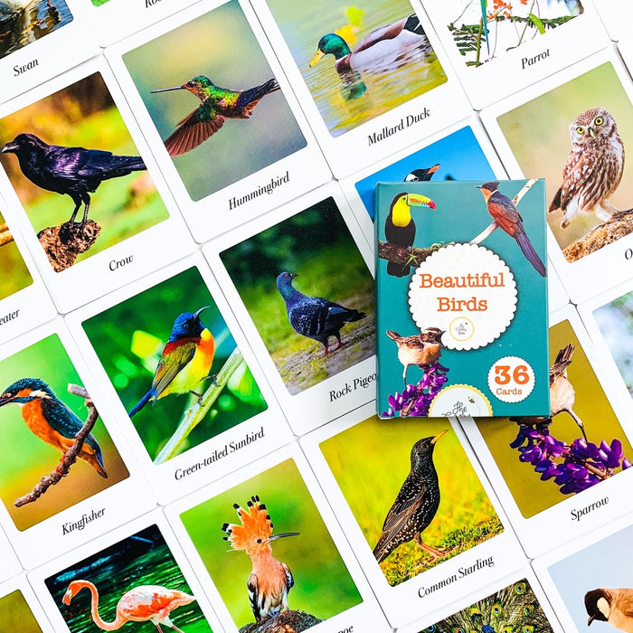 Nature Combo Flash Cards Pack: Learn about Animals, Birds and Bugs