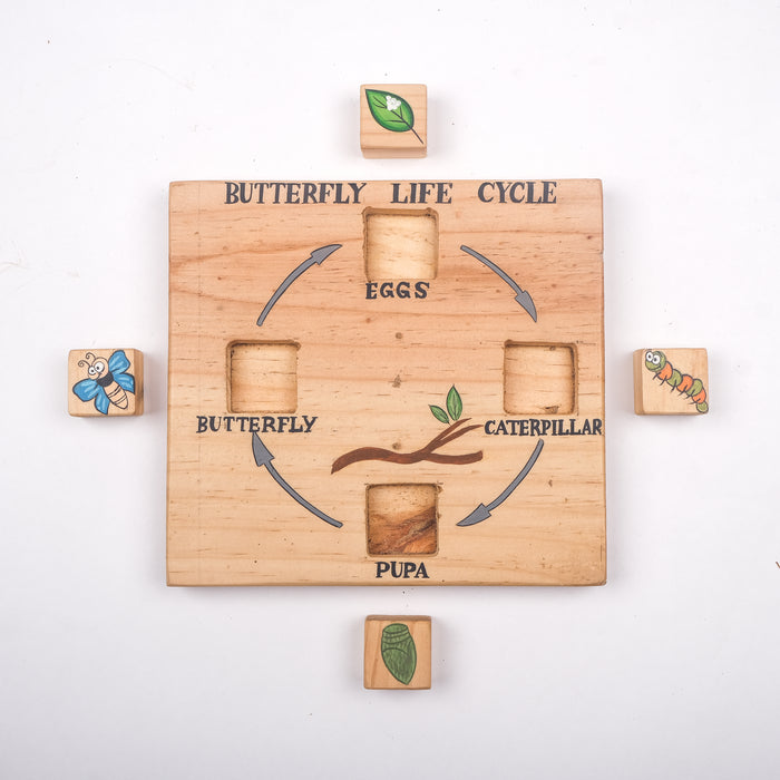 Butterfly lifecycle puzzle