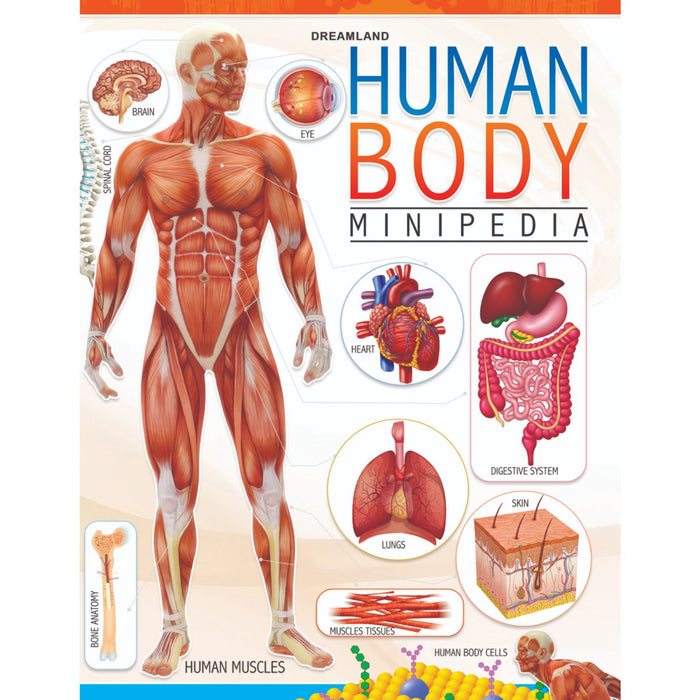 Human Body - Minipedia
